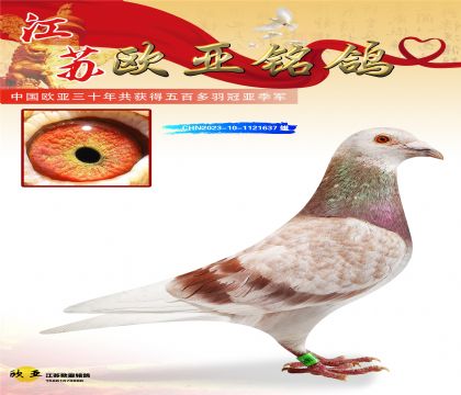 迪克.凡登布克血统基特尔233X260超级配对