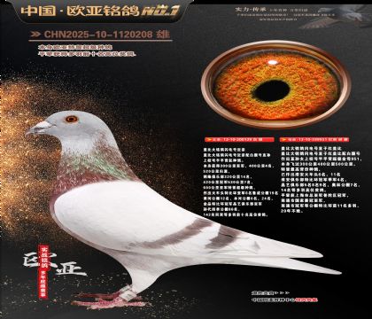 红盖比129X951双重近亲公棚利器