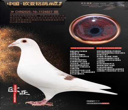 西佛依托全国冠军泰山号多重近亲419X076