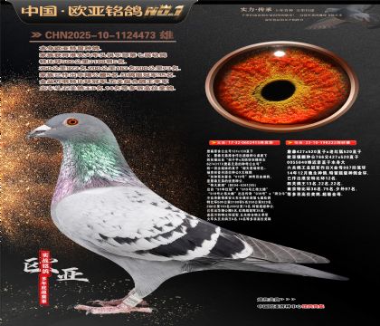 詹森原舍公主号131X130直子X222超级金母