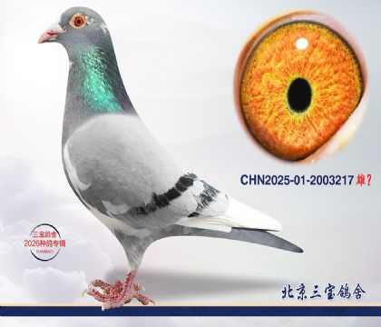 1.凡戴克x奶酪x利奥.2003217