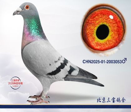 4.飞戈近血.2003053