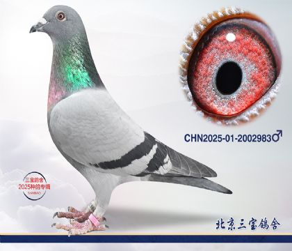 6.奶酪小子近血.2002983