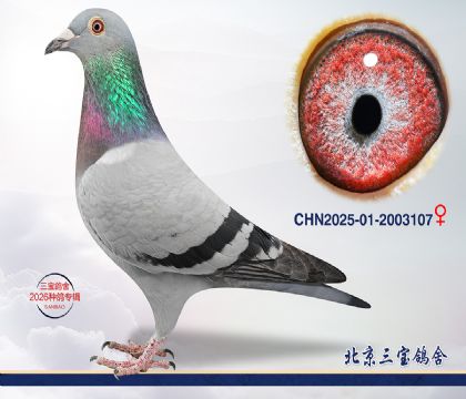 9.新奥林匹克平辈孙代.2003107