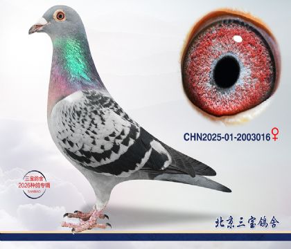 8.盖比x奶酪x超霸.2003016