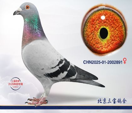 11.卡普430公里冠军子代.2002891