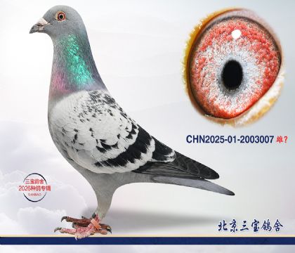 13.超霸近血q.2003007