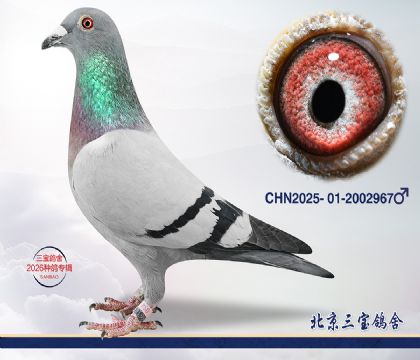 12.奶酪719近血q.2002967