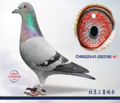 15.超霸近血q.2003185