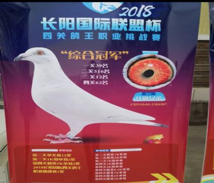 鸽主此路血统最佳战绩