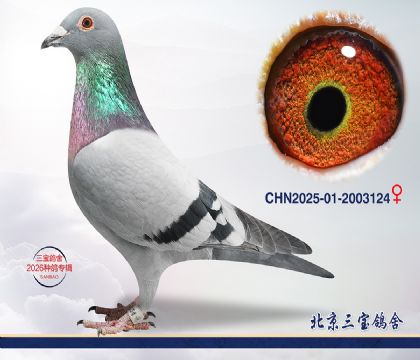 5.奶酪小子近血.2003124