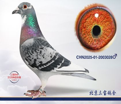 6.速霸龙近血.2003028