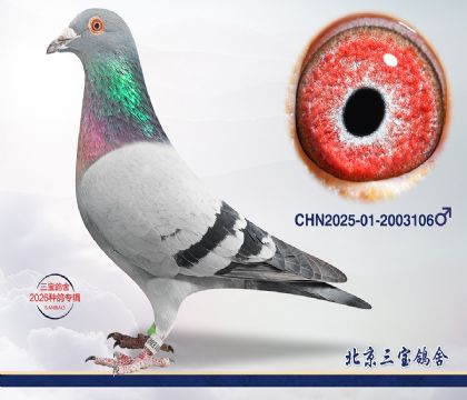 8.新奥林匹克平辈孙代.2003106