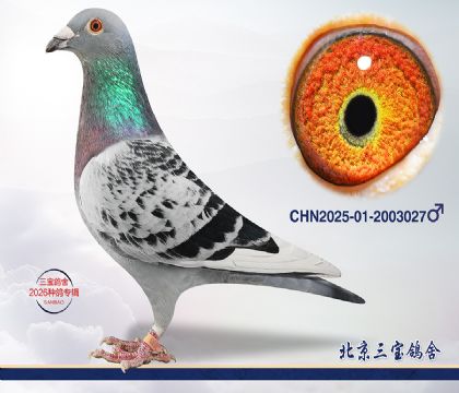 7.速霸龙近血.2003027