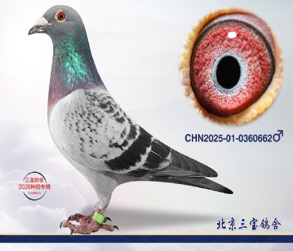 10.鸽王杨近血.0360662