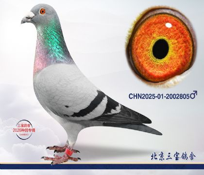 12.凡戴克x超霸q.2002805