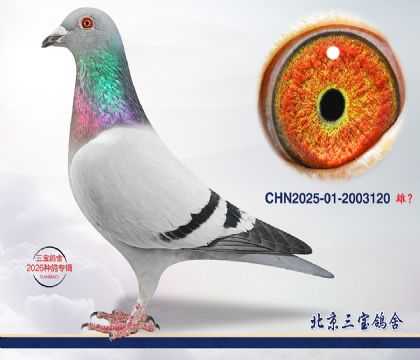 11.奶酪x超霸.吉林克斯x利奥x超霸q.2003120