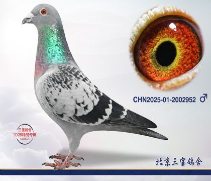 13.联翔总冠军子代q.2002952