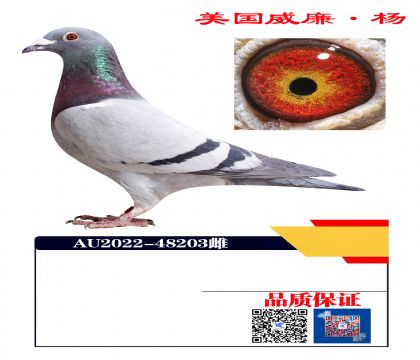 多羽公棚冠军近血48203