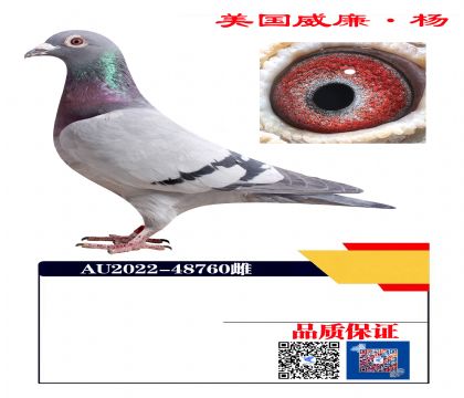 鸽王七名配鸽王四名孙女48760