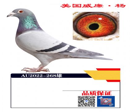 雪鸟大赛冠军孙268