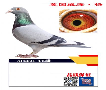 超级金母501孙432