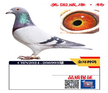 金环种鸽993