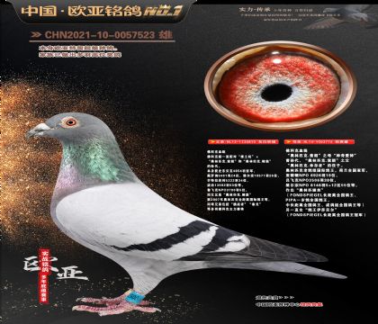 佛科克原舍“推土机”810X神奇爱神776