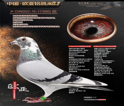 电脑X桑杰士直子989X桑杰士682金母