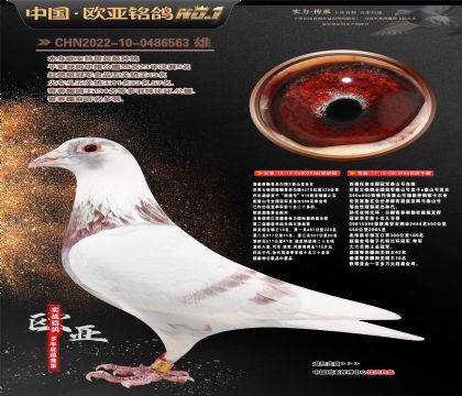 寄养棚四关鸽王十名293X泰山988