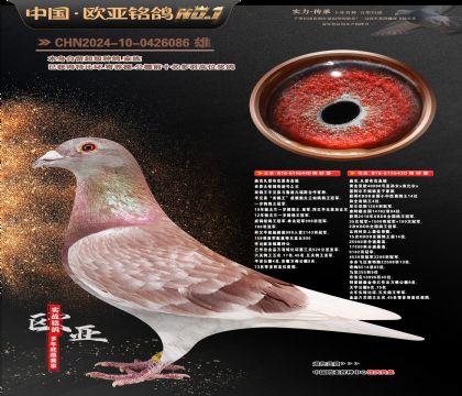 迪克凡登布克原舍440X黄金黑欧40000号