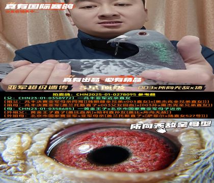 《亚军超级遗传》003x鸽王扬x所向无敌