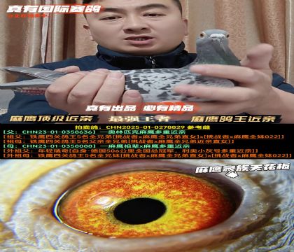 《麻鹰顶级近亲》麻鹰鸽王近亲