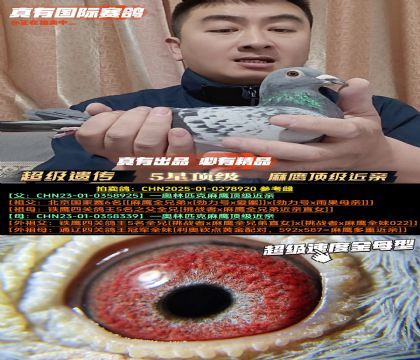 《麻鹰超级近亲》速度金母型鸽眼