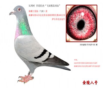 1,比利时 乔思托内“飞奴精品回血”