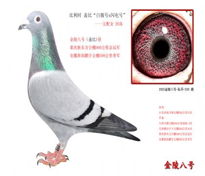 2,比利时 盖比“白腹号x闪电号”