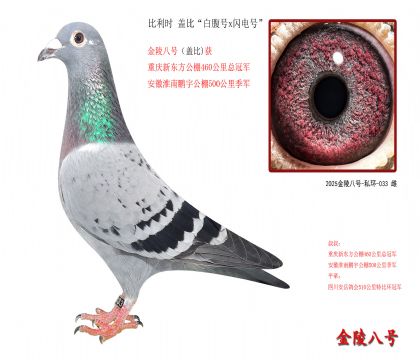 3,比利时 盖比“白腹号x闪电号”