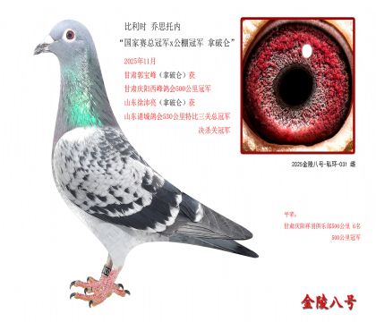 4,比利时 乔思托内“国家赛总冠军x公棚冠军 拿破仑”