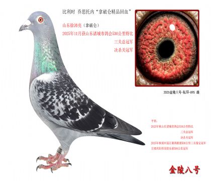 5,比利时 乔思托内“拿破仑精品回血”