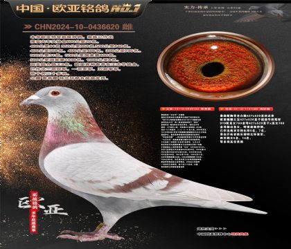 詹森公主号四冠鸽王八名124X919直女080