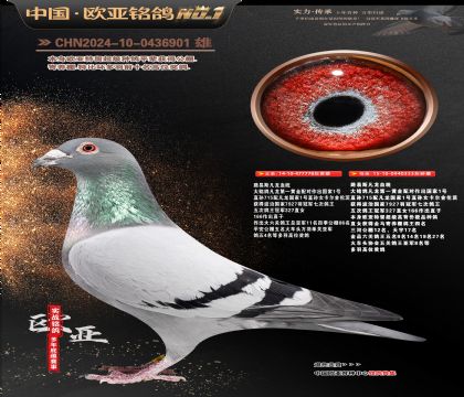 路易斯凡龙778X凡龙333近亲