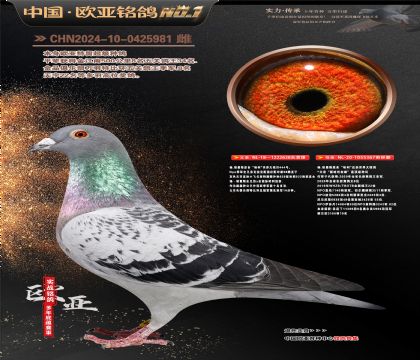 杨.胡曼斯原舍“哈利”638X哈利近亲367