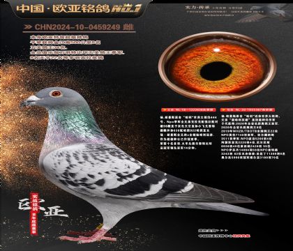 杨.胡曼斯原舍“哈利”638X哈利近亲367