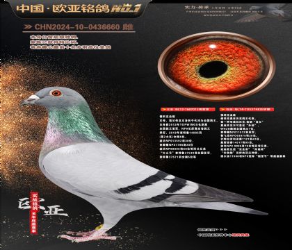 佛科克原舍015X748