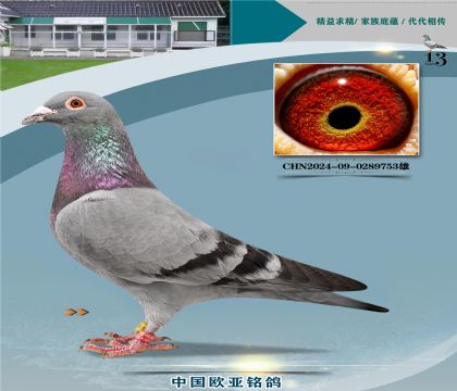 詹森919直子999X詹森766直女840