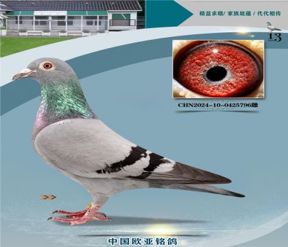 电脑桑杰士超级种公888X桑杰士521