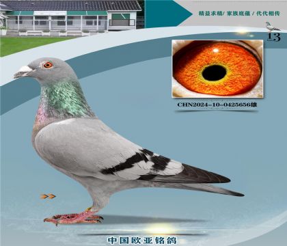 盖比原舍鲁迪305X皇家灰359