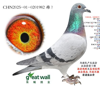 5.马塞利娜子代.0201982