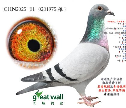 6.马蒂奥孙代.0201975