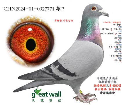 9.季军全弟x斯特拉.0927771